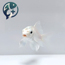 버터플라이 플래티넘 코이 숏바디 5~7cm