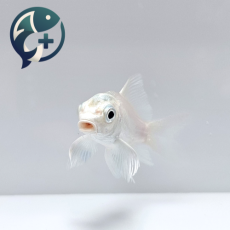 버터플라이 플래티넘 코이 숏바디 5~7cm