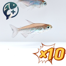 [묶음 특가] 콩고 테트라 2~3cm 10마리