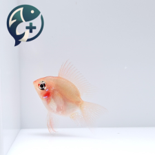[웹 오픈 이벤트!] 골든볼 라미네지 롱핀 유어 1.5cm