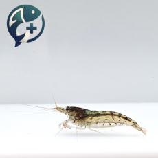 야마토 새우 2cm
