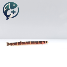 쿨리로치 4~5cm