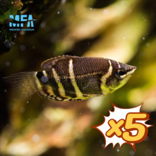 [묶음 특가] (야생) 초콜릿 구라미 3cm