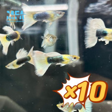 [묶음 특가] 하프블랙 파스텔 구피 2~3cm