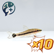 오토싱 3~4cm 10마리