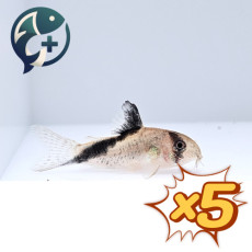 [묶음 특가] 멜리니 코리도라스 2cm 5마리