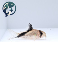 멜리니 코리도라스 2cm