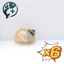 [웹 오픈 이벤트!][묶음 특가] 알비노 애플 스네일 1~2cm 6마리
