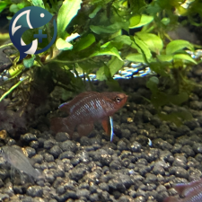 스칼렛 바디스 1.5~2cm