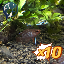 [묶음 특가] 스칼렛 바디스 1.5~2.5cm 10마리