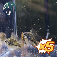 [묶음 특가] 블루폼 볼 라미네지 유어 1.5~2cm 5마리