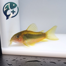 골드 스트라이프 코리도라스 2.5~4cm