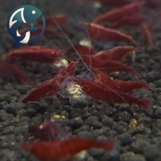사쿠라 새우 1.5~2cm