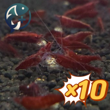 [웹 오픈 이벤트!][묶음 특가] 사쿠라 새우 1.5~2cm 10마리