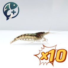 [묶음 특가] 야마토 새우 2cm 10마리