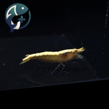 골든백 새우 1.5~2.5cm 1마리