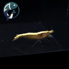 골든백 새우 1.5~2.5cm 1마리