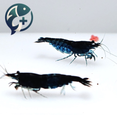 블루벨벳 새우 1.5~2cm