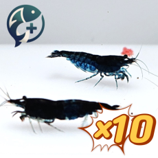 [묶음 특가] 블루벨벳 새우 1.5~2cm 10마리