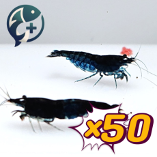 [묶음 특가] 블루벨벳 새우 1.5~2cm 50마리