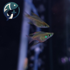 뉴기니아 레인보우 숏바디(벌룬) 2~3cm