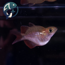 레드 레인보우 숏바디 3~4cm