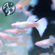 알비노 풀 플래티넘 구피 2.5~3cm