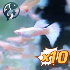 [묶음 특가] 알비노 풀 플래티넘 구피 2.5~3cm 10마리