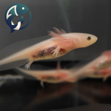 화이트핑크 우파루파 5~8cm