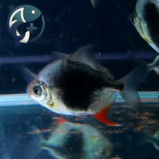 메티니스 블랙베리 8~10cm
