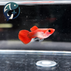 코이 글라스벨리 숏바디 2~3cm