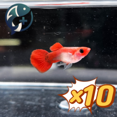 [웹 오픈 이벤트!][묶음 특가] 코이 글라스벨리 숏바디 2~3cm 10마리