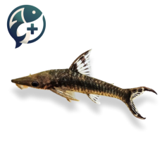 자이언트 오토싱 7~8cm
