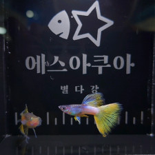 [구피] 핑구옐로우 리본 1쌍