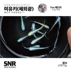 SNR메다카 - 미유키 - 수입개체(토아메다카)