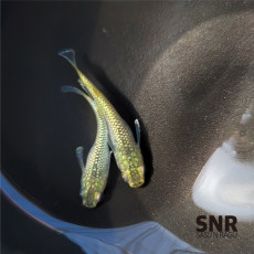 SNR메다카-브리딩개체-슈퍼라메 1쌍단위