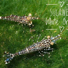 ❤️화이트오키드새우(White Orchid Shrimp)?