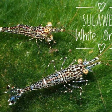 ❤️화이트오키드새우(White Orchid Shrimp)?