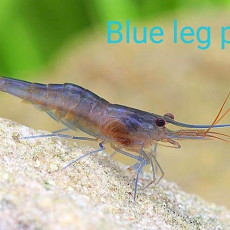 ❤️블루렉포소새우(Blue Leg Poso Shrimp)?