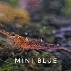 ❤️미니블루새우(Mini Blue Shrimp)?