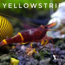 ❤️옐로우스트립새우(Yellow Strip Shrimp )?