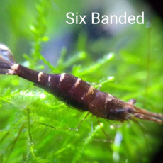 ❤️식스밴디드새우(Six Banded Shrimp)?