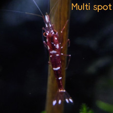 ❤️멀티스팟새우(Multi Spot Shrimp)?