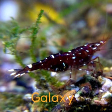 ❤️블랙갤럭시새우(Black Galaxy Shrimp)?