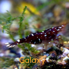 ❤️블랙갤럭시새우(Black Galaxy Shrimp)?