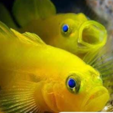 ❤️골든말리리고비(Golden Malili Goby )?