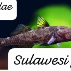 ❤️토우티블랙하이핀고비(Towuti Black Hi Fin Goby )?