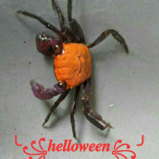뱀파이어크랩 헬러윈