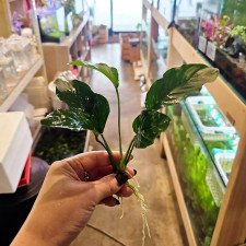 [요나] 바테리나나 음성수초 대형나나