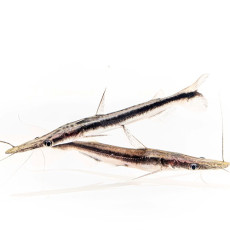 리마 쇼벨 캣피쉬 12cm 내외